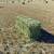 Alfalfa Hay 2 thumbnail