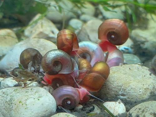 Guppies Shrimp Snails & Aquatic Plants (oakland hills / mills)63935627746435123