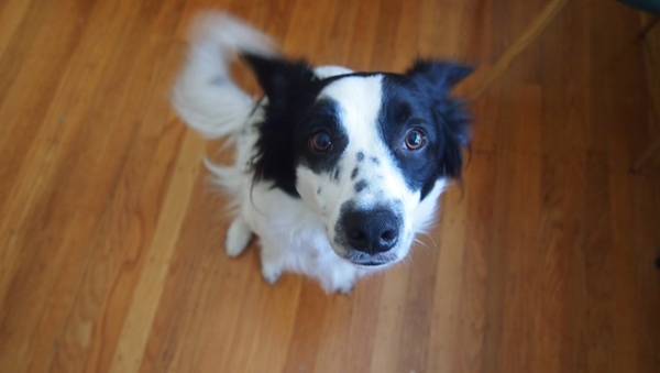 Aussie / Border Collie Mix (Citrus Heights)63881395080321120