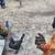 Bantam chickens for sale 3 thumbnail