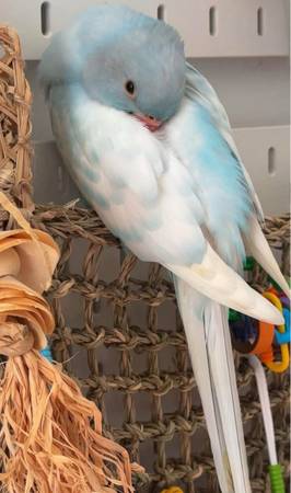 Baby Indian ring neck TALKING parrort (Sunnyside)
