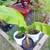 Beautiful plants medicinal, ornamental and sought after plants sale 11 thumbnail