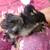 Various Colors Bantam Cochin Chicks! PLEASE READ 5 thumbnail