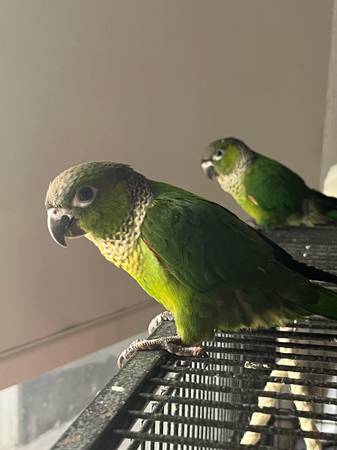 conour/ love bird (Miami)63936142399106120