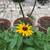 Plant Sale Sat 23 August 10:00 am to  1:00 pm 15 thumbnail