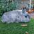 Dwarf rabbit 1 thumbnail