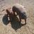 Tamworth cross pigs 2 thumbnail