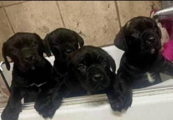 Cane Corso Dewormed 1