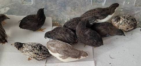 quails young adults Birds 1