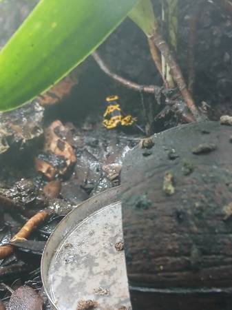 Dart frogs (Centennial)63907416753539121