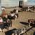 Feeder Pigs 5 thumbnail
