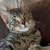 Rescued gorgeous male kitten to good home - fixed with all shots 4 thumbnail