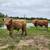 Bull Calf 5 thumbnail