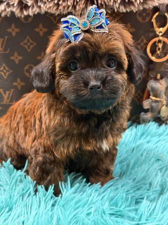 malripoo males (Hollywood)63936141587459122