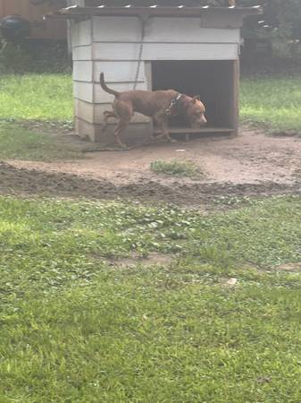 Adopción de mascotas - $100 (Dothan)63440407109633120