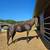 Standardbred Mare 4 thumbnail