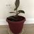 Aloe Vera House Plant in 12 inch pot 1 thumbnail