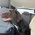 Chocolate Lab 7 thumbnail