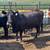 16 Black Angus Cows 13 thumbnail