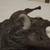 Breyer buffalo 3 thumbnail