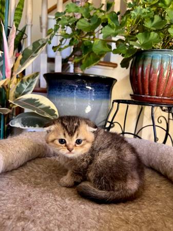 Scottish fold (Troutdale)63958289500675122