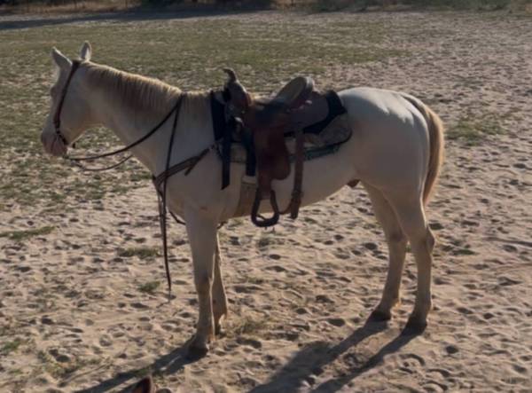 Quarter Horse - $5,000 (Montgomery)