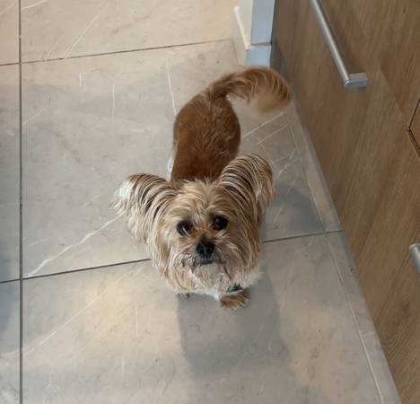 Chorkie necesita un hogar amoroso (South Park)63804731208067122
