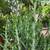 Mature Succulents For Landscaping 3 thumbnail