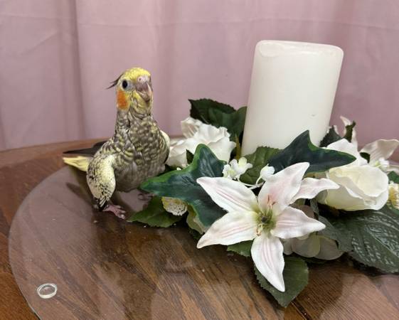 Female baby cocketail hand raised/feed (Marysville/tulalip)63688936043651122