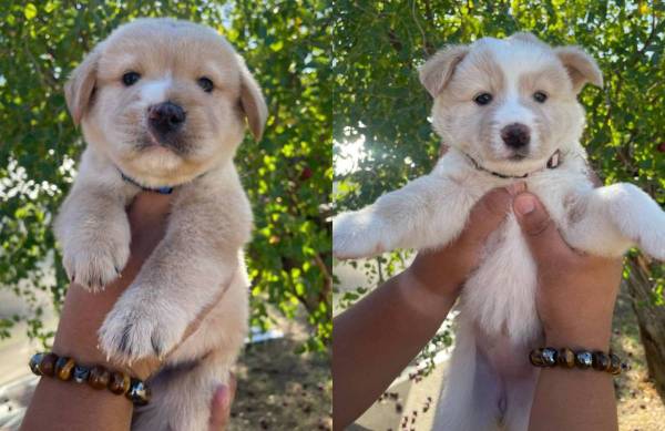 Golden X Aussie puppies 1