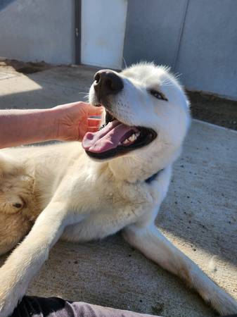 REHOMING ..Sweet and beautiful Siberian Husky (Connell)63658085065601120