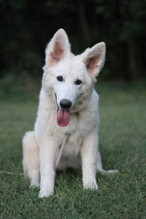 Rehoming White Shepherd pup (Atlanta)63881506286593122