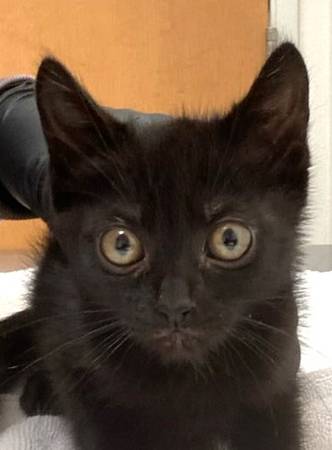 1 gata encontrada y 2 gatos machos encontrados: A61584858, A61584899 y A615 (Springfield)