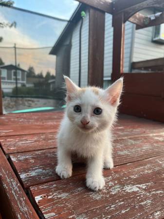 White cat63688936064257122