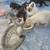 kittens 3 thumbnail