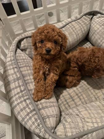 Teacup poodle 1