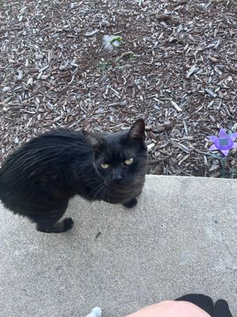 Gato macho encontrado (Arvada)63963640333571123
