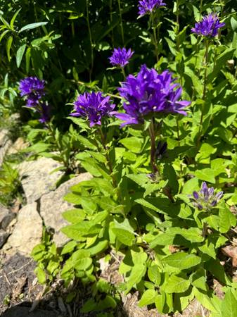 Candy tufts, Creeping Jenny, Hostas 1