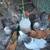 Brahma pullets 4 thumbnail