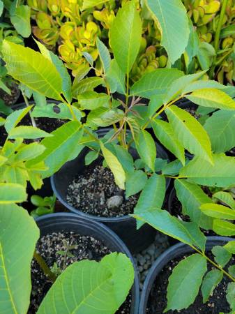 Walnut Trees for sale 1