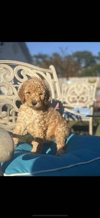 Golden Doodles (Ernul)64210262137602123