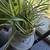 Houseplants 2 thumbnail