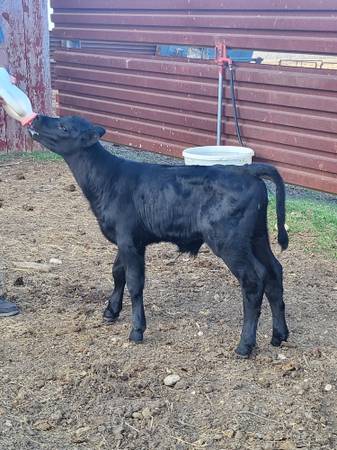 Baby Angus bull calf 1