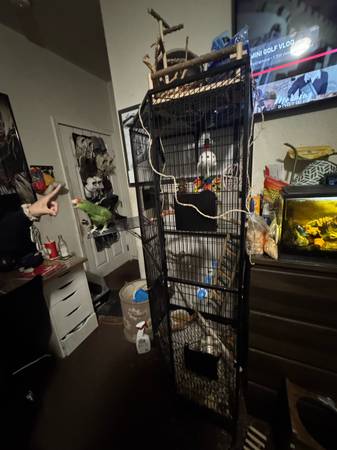 Rehoming Red Crown Amazon Parrot (Los Angeles)63829967246723122