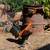 Gallos,roosters,gamefowl 3 thumbnail