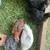 2 month old chickens 2 thumbnail