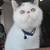 Boy Exotic shorthair kitten 6 thumbnail