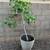Well Established Fig Tree 1 thumbnail