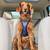 SALE-sale-DOG SUPPliES-harness -tent----car/suv seat cover- vehicle ha 13 thumbnail