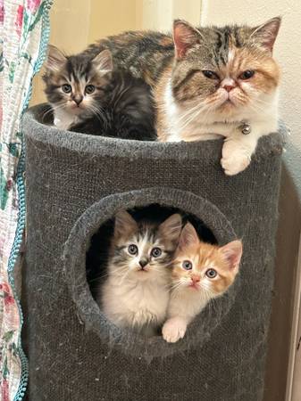 Exotic Mix Shorthair Kittens (Belfair)63684398713475120